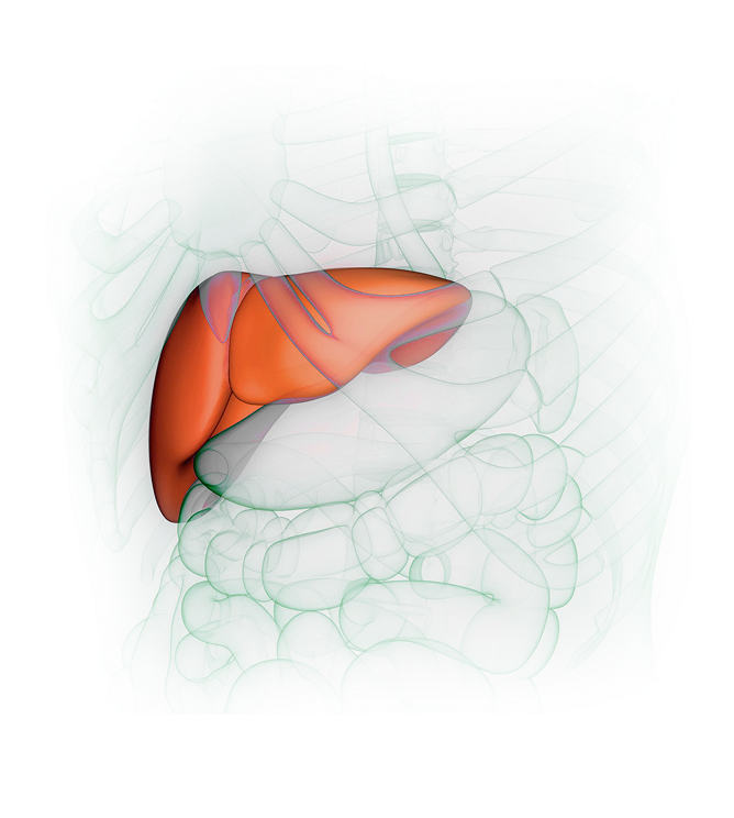 Liver Diagram
